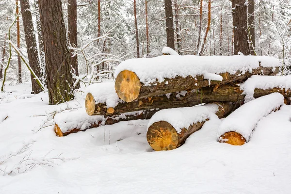 Kiefernwälder im Winterwald — Stockfoto
