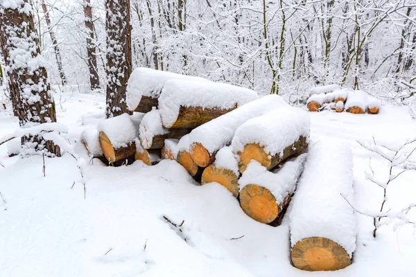 Wooden logs in pine forest in winter time — Stok fotoğraf