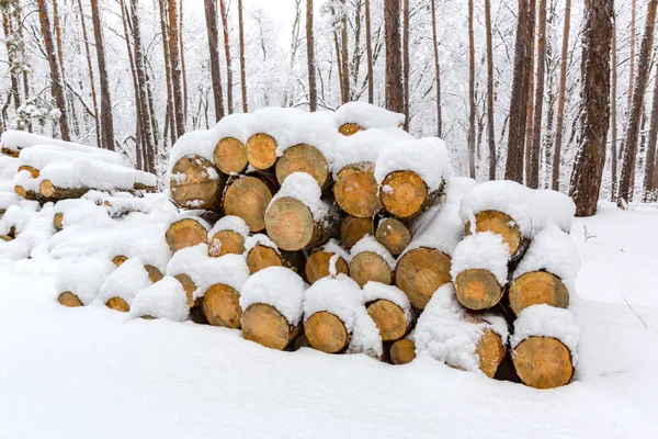 冬の森の丸太のヒープ — ストック写真