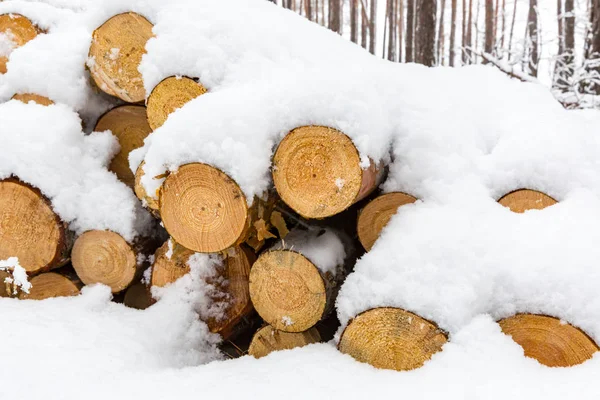 Troncos de pino bajo nieve — Foto de Stock