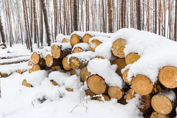 Pine logs in winter forest — Stock Photo, Image