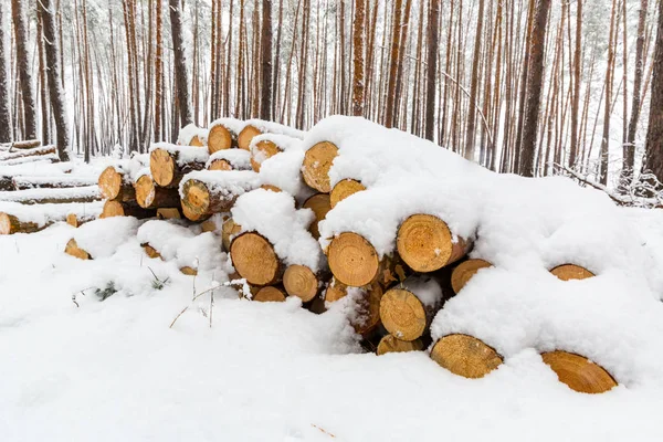 Troncos de madera de pino bajo nieve —  Fotos de Stock