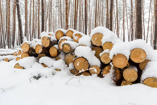 Wooden logs in winter forest — Stock Photo, Image
