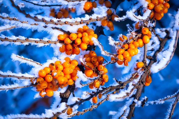 Congelado mar-buckthorn árvore brunch — Fotografia de Stock