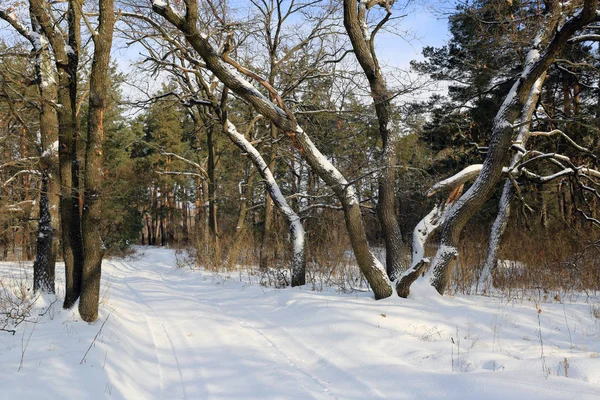 Trail på vintern skog — Stockfoto