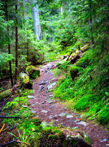 Patway w zielonym lesie — Zdjęcie stockowe