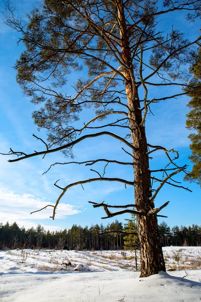 Pinheiro na floresta de inverno — Fotografia de Stock