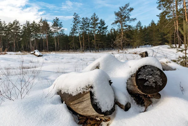 Winterwiese im Wald — Stockfoto