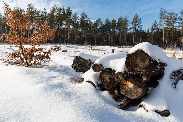 Stare lasy pod śniegiem — Zdjęcie stockowe