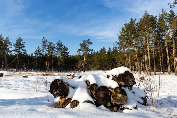 Velhos troncos sob neve — Fotografia de Stock