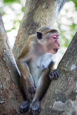 meraklı maymun ağacı üzerinde