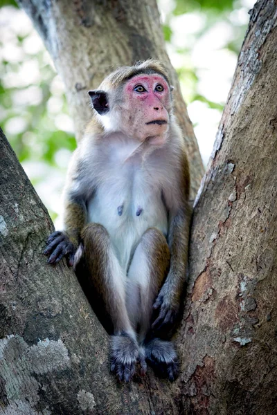 Monkey anong träd i djungeln — Stockfoto