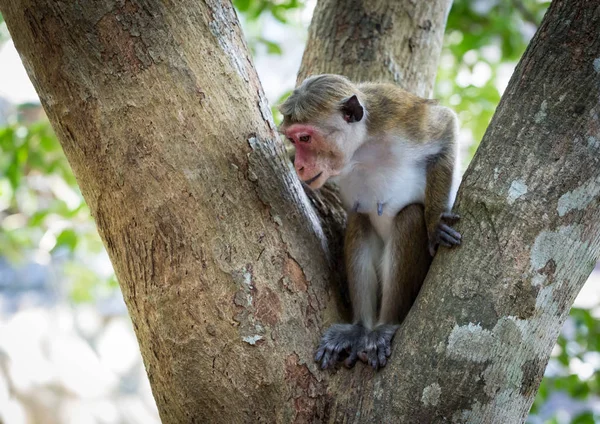 monkey in tree in jungle