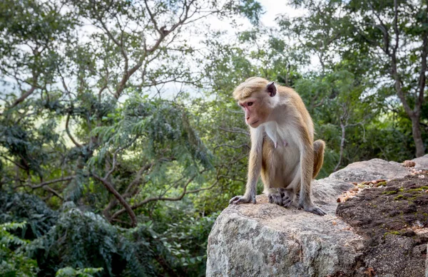 Mono en la selva — Foto de Stock