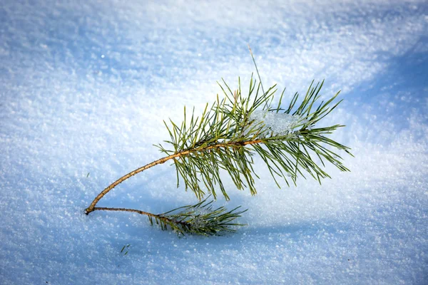 Pequeno brunch pinho verde na neve — Fotografia de Stock