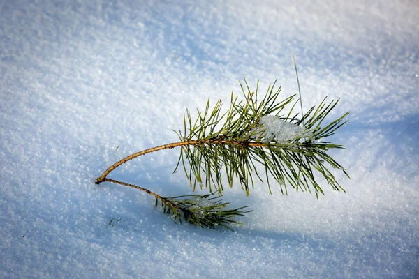 Borovice výhonek ve sněhu — Stock fotografie