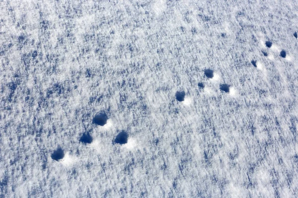 Voetafdrukken in de sneeuw — Stockfoto