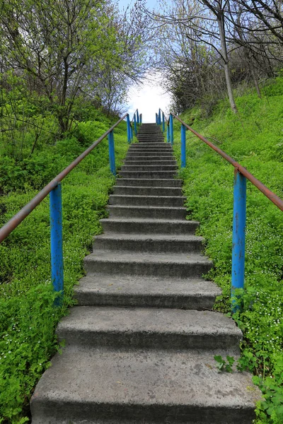 Stairs in green fores — Stock Photo, Image
