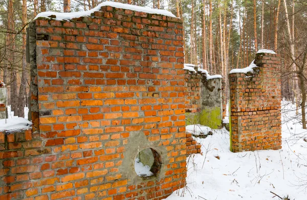 Ruina en bosque de pinos de invierno — Foto de Stock