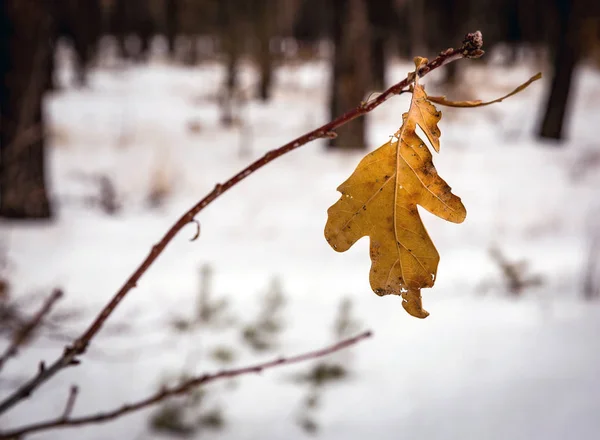 Feuille de chêne sec en hiver — Photo