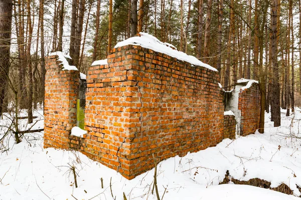 Kış çam ormanı içinde kırık evde — Stok fotoğraf