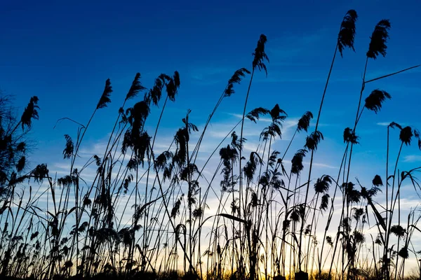 Caña seca en el fondo del cielo — Foto de Stock