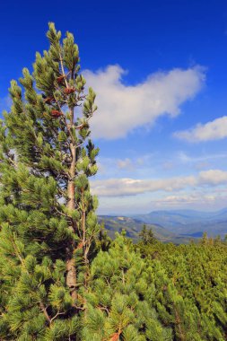 dağlarda çam ağacı