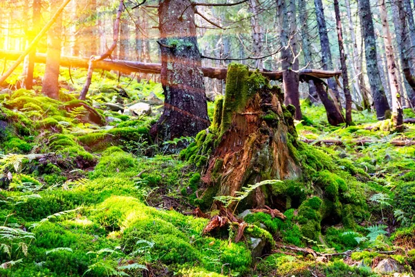 Old stump in forest — Stock Photo, Image