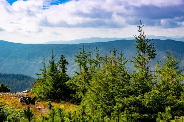 Karpatlar sahnede dağ — Stok fotoğraf