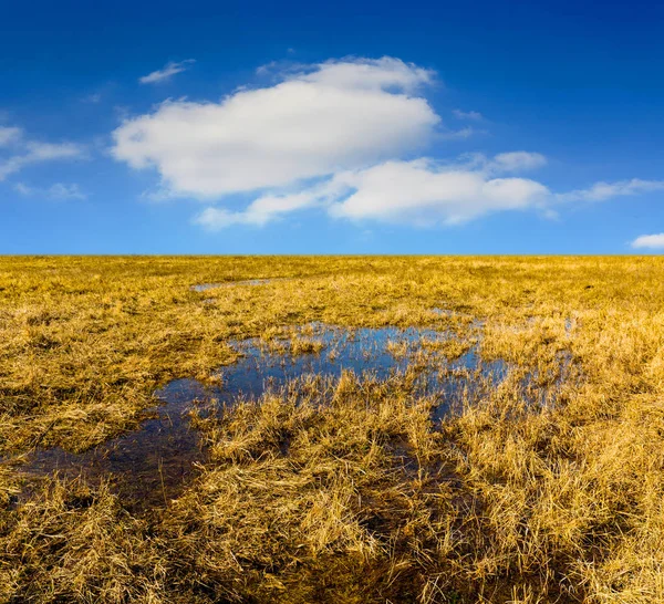 Mokra wiosna łąka — Zdjęcie stockowe