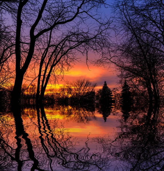 Arbres dans l'eau — Photo