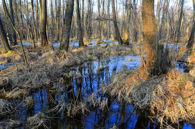 ormandaki su dolu ağaçları