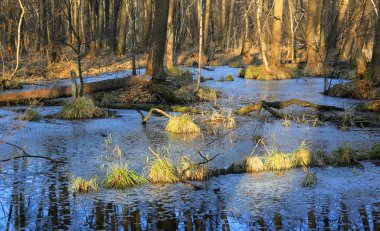 derin bahar ormanda bataklık