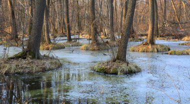 ormandaki su dolu ağaçları