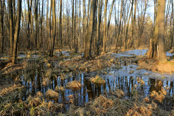 Bog in spring forest — Stock Photo, Image