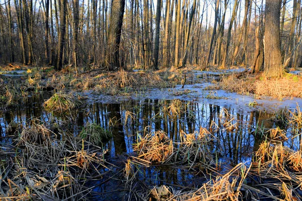 Spritzzeit im Wald — Stockfoto