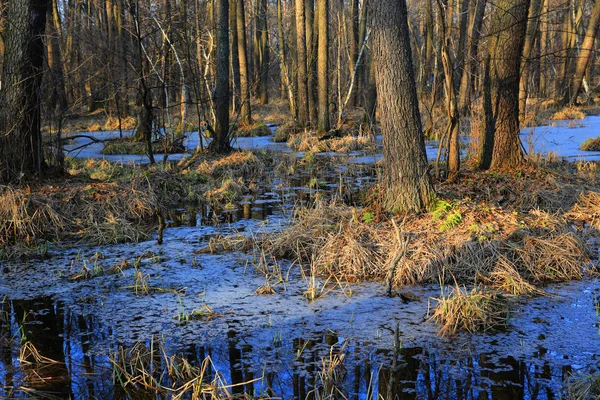 Überfluteter Wald im Frühjahr — Stockfoto