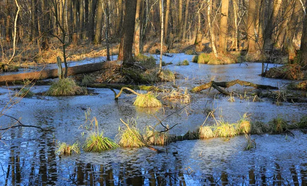 derin bahar ormanda bataklık