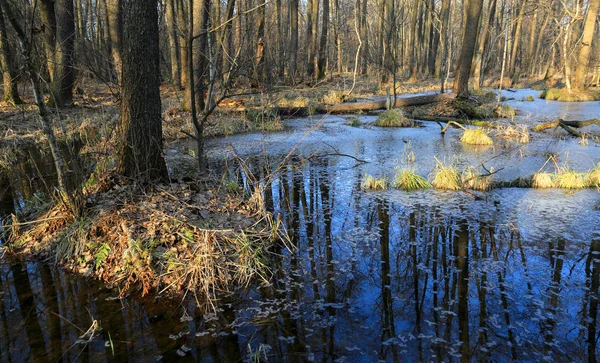 森林中的春季沼泽 — 图库照片