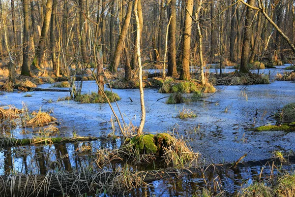 Frühling überflutete tiefen Wald — Stockfoto