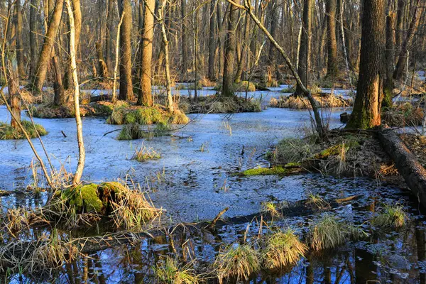 vahşi orman sular altında