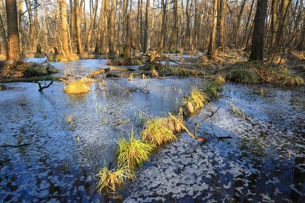 Deep forest in spring time — Stock Photo, Image