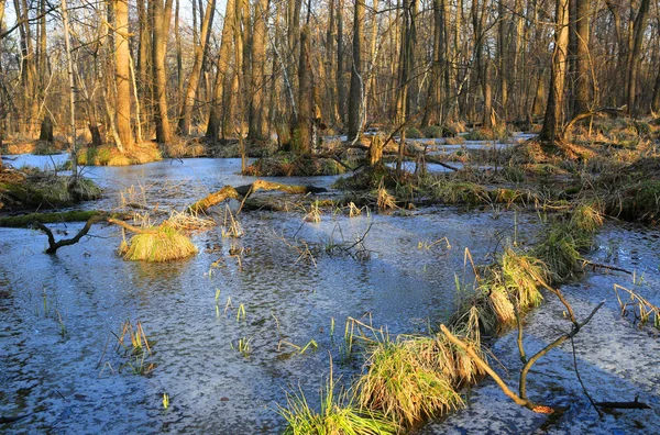 Pantano en bosque salvaje en primavera — Foto de Stock