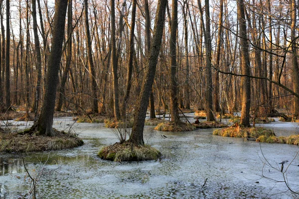 Pântano selvagem na floresta de primavera — Fotografia de Stock