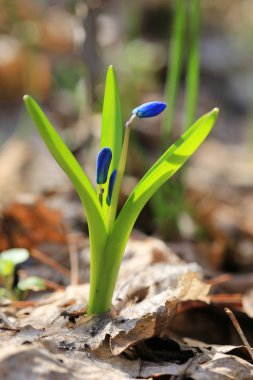 Scilla bifolia çiçek