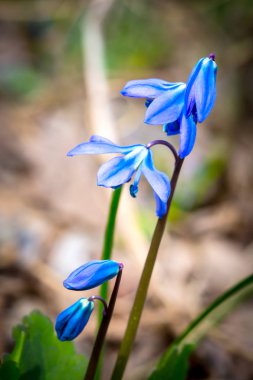 aerly bahar çiçekleri