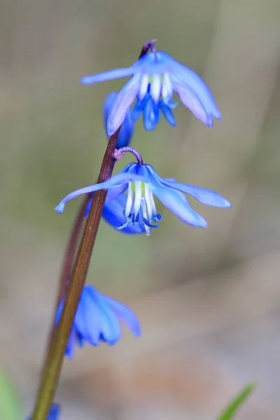 Pequenas flores de primavera azul — Fotografia de Stock