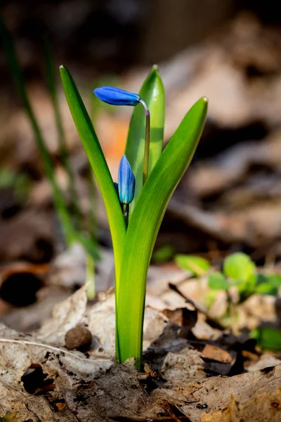 Primavera fiori blu nella foresta — Foto Stock