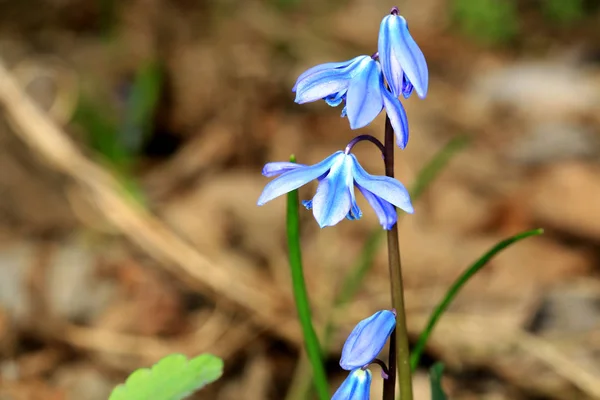 Scilla bifolia fleurs — Photo