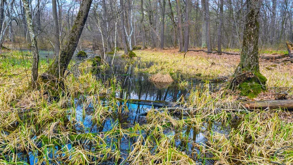 Lente moeras in bos — Stockfoto